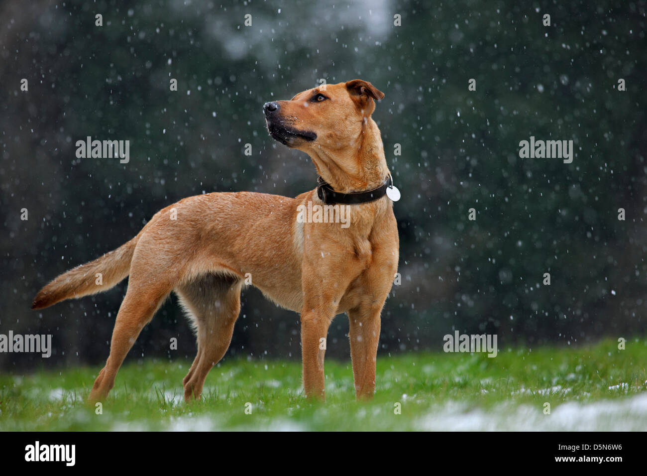 Mischlingshund (Labrador - Belgischer Schäferhund / Malinois) im Schnee im Winter Stockfoto