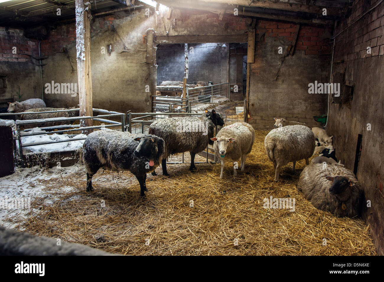 Hausschafe, Schafe und Lämmer in Scheune / Schafstall am Bauernhof im Winter Stockfoto