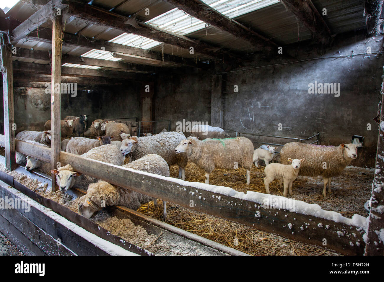 Hausschafe, Schafe und Lämmer in Scheune / Schafstall am Bauernhof im Winter Stockfoto