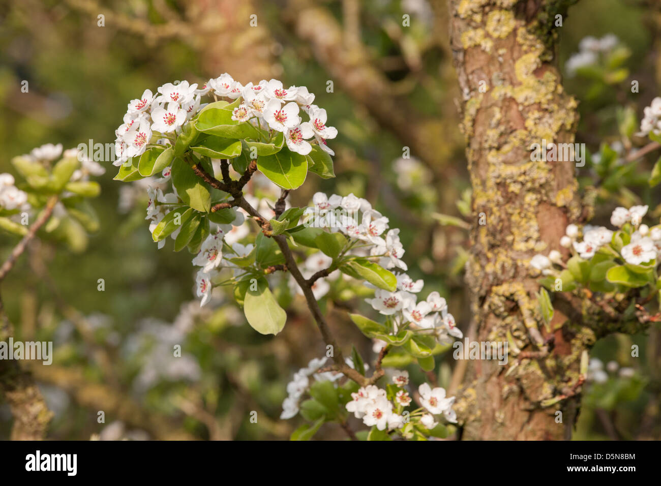 Birne Blüte verspricht einen guten Jahrgang für Perry Stockfoto