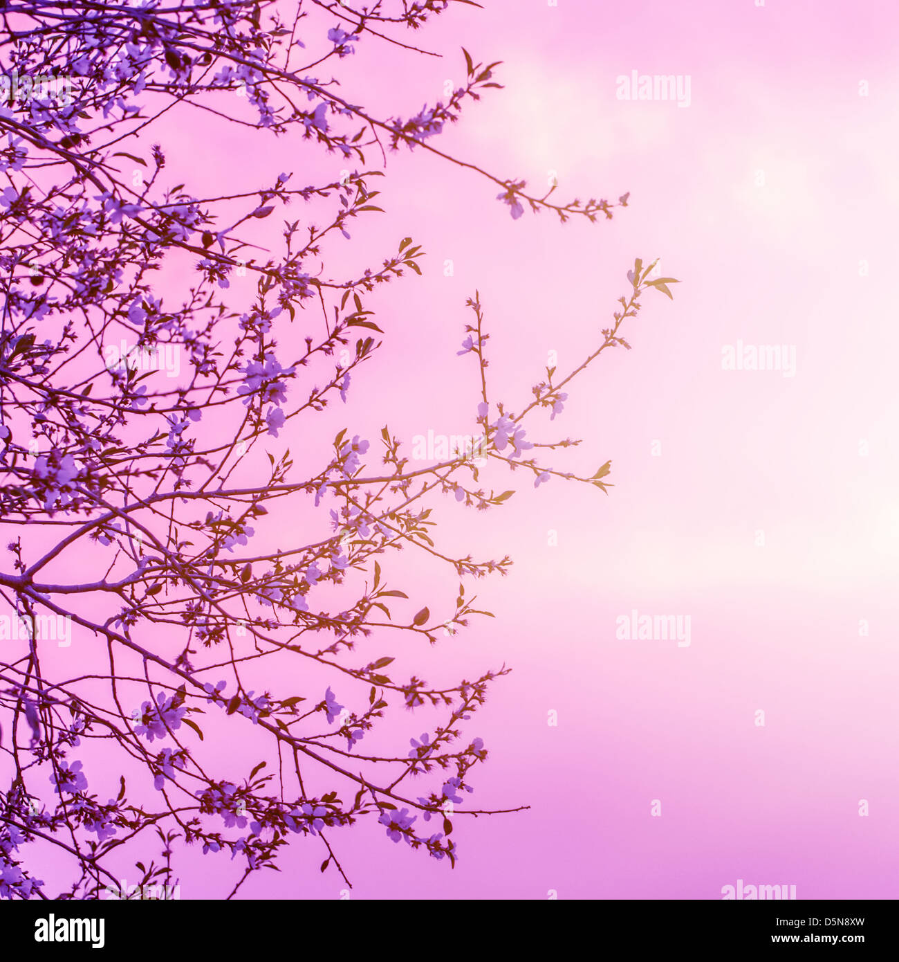 Kirschbaum blüht auf schönen rosa Sonnenuntergang Hintergrund, kleine weiße Blüten auf Baum Zweig, floral Grenze, Frühling-Natur Stockfoto