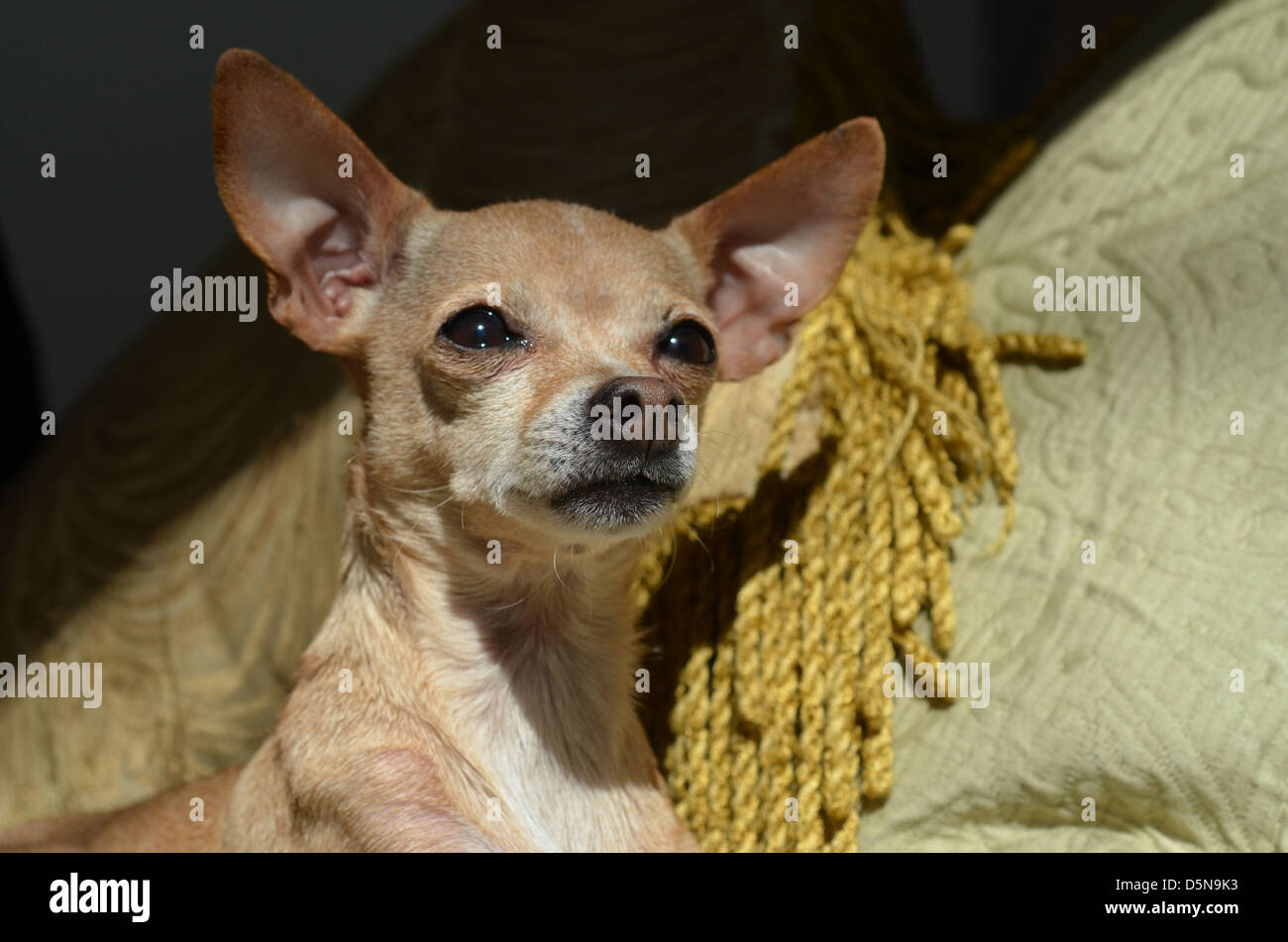 Eine braune Farbe Chihuahua mit offenen Augen und Ohren auf, entspannt sich in einen bequemen Platz. Stockfoto