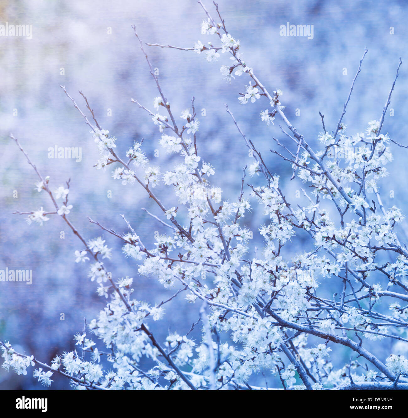 Schönen abstrakten floralen Hintergrund, kleine weiße Blüten auf Baum Ast, Kirsche Baum Blüte Stockfoto