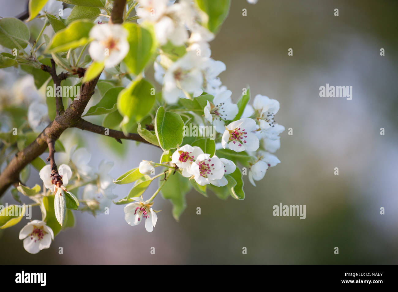 Birne Blüte verspricht einen guten Jahrgang für Perry Stockfoto