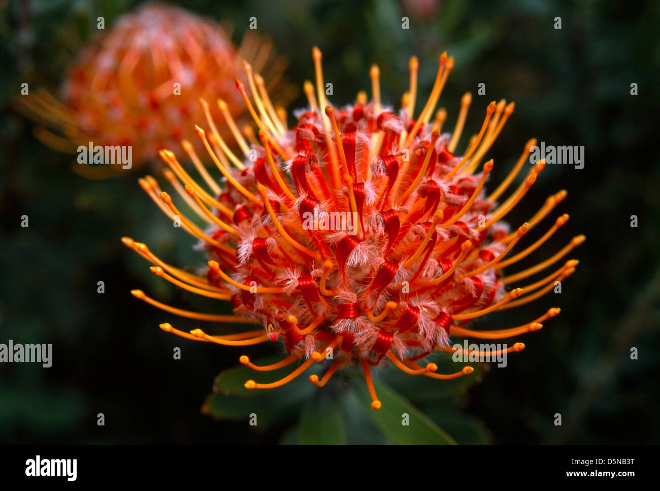 Australien das Protea Leucospemum Glabrum Stockfoto