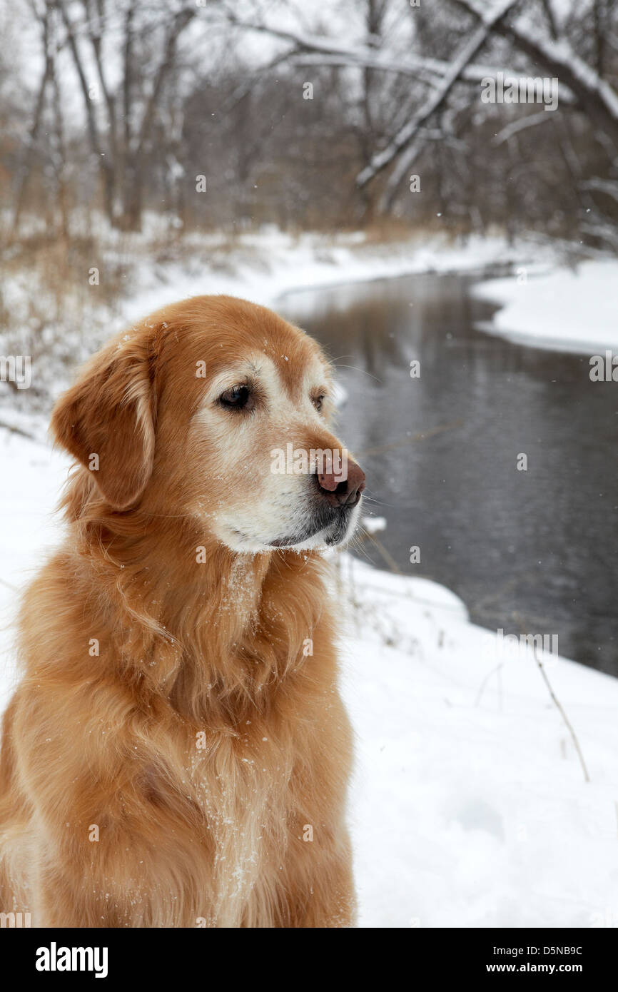 Golden retriever im schnee Fotos und Bildmaterial in hoher Auflösung