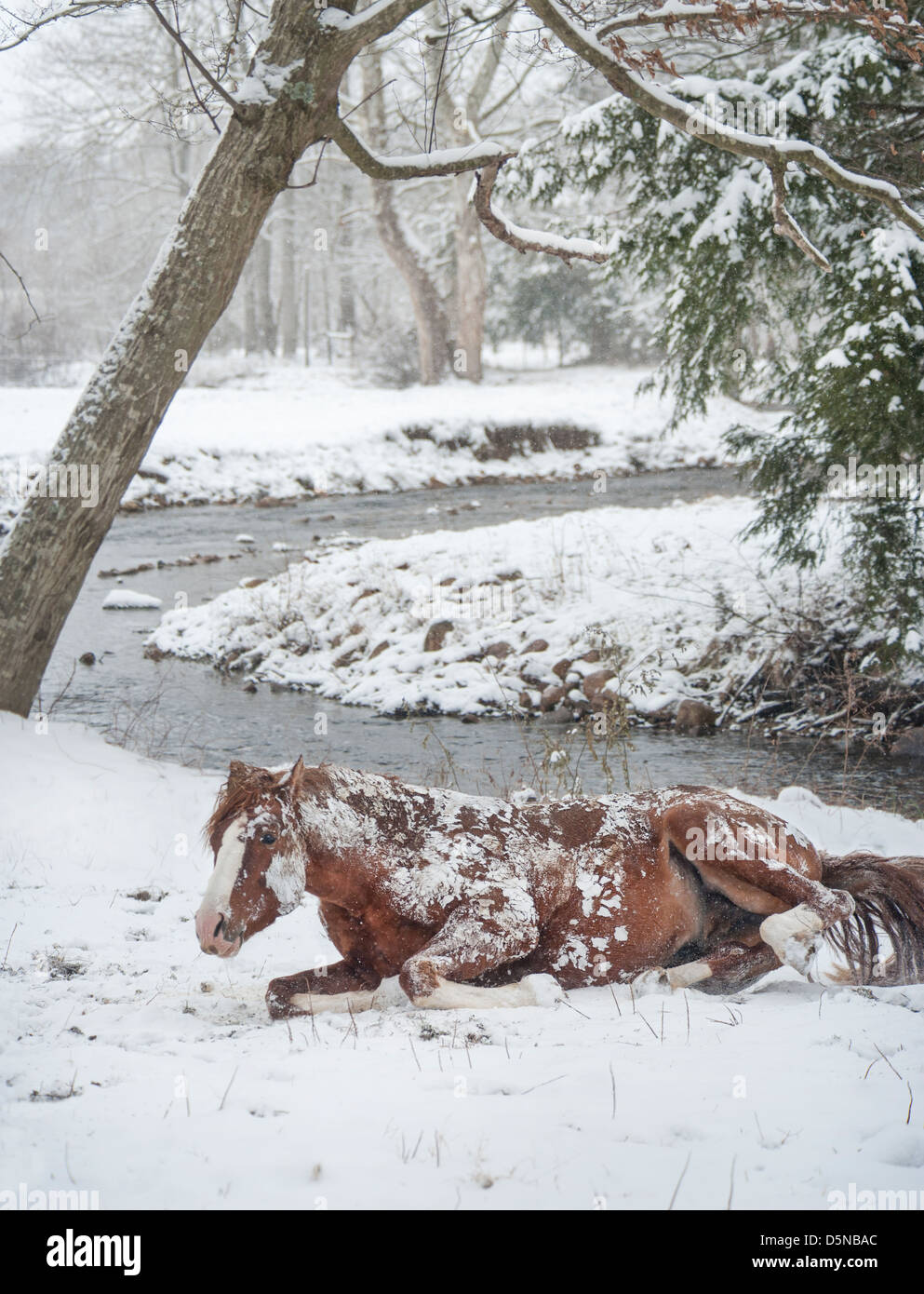 Warmblut Pferd Hengst Rollen im Neuschnee Stockfoto