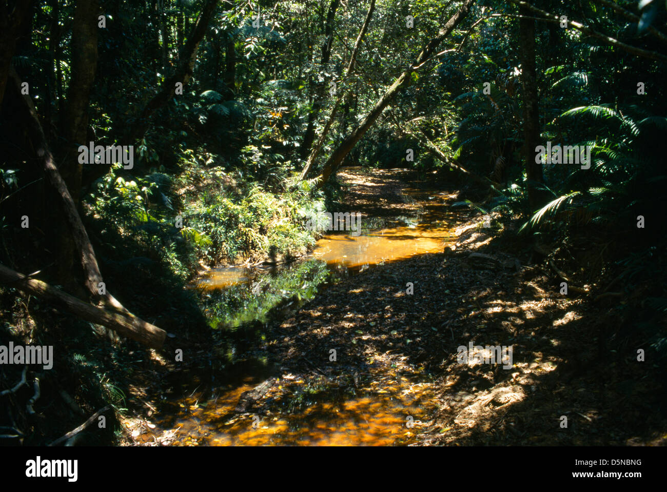 QLD Australien Mission Beach Tam o' shanter Regenwald Lacey Creek Stockfoto