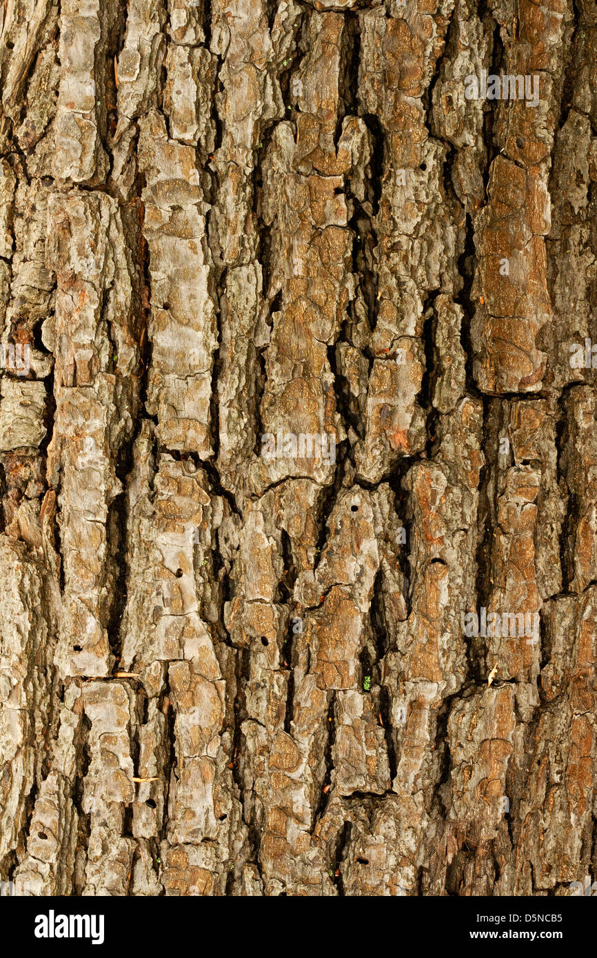 Baum mit rinde -Fotos und -Bildmaterial in hoher Auflösung – Alamy