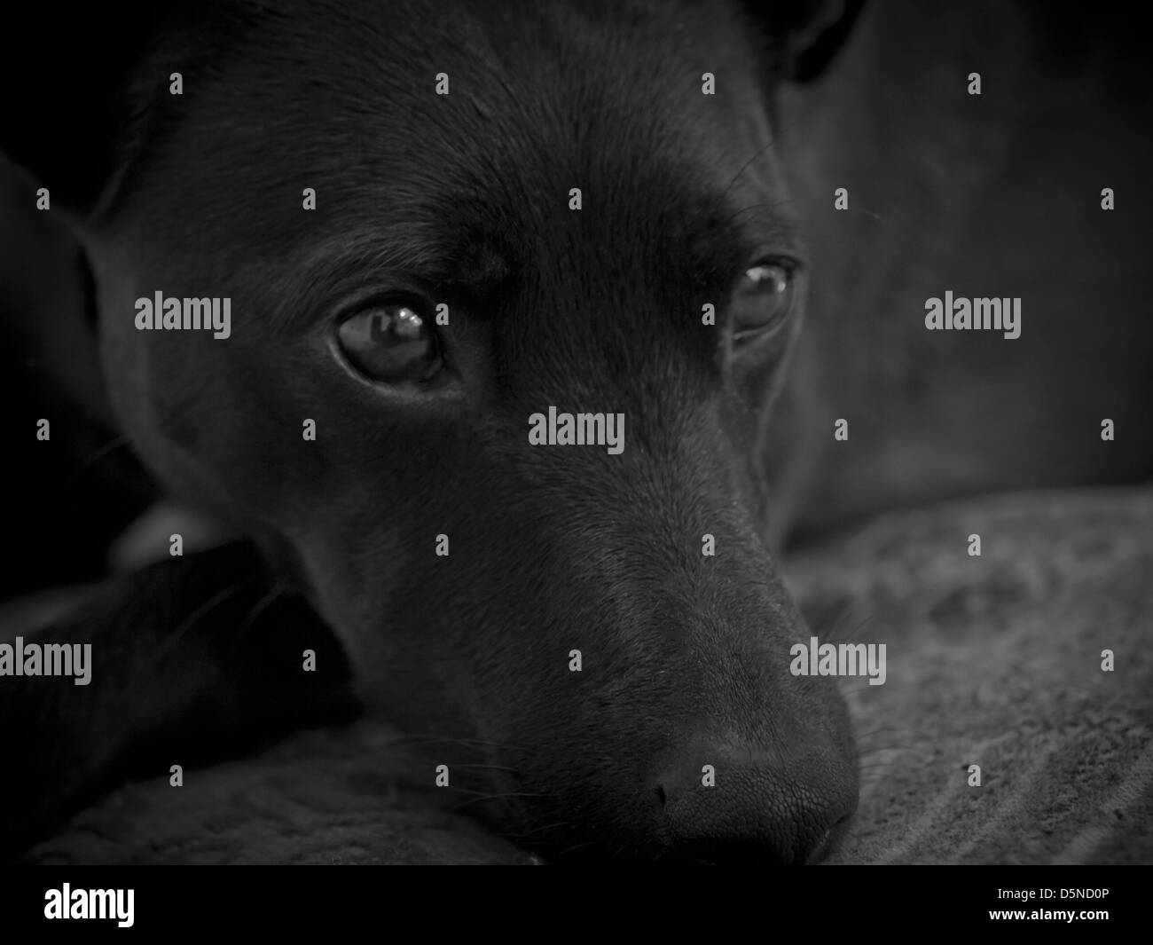 Jack Russel, l Grenze Colloie Kreuz Entspannung nach einem langen Spaziergang. Stockfoto
