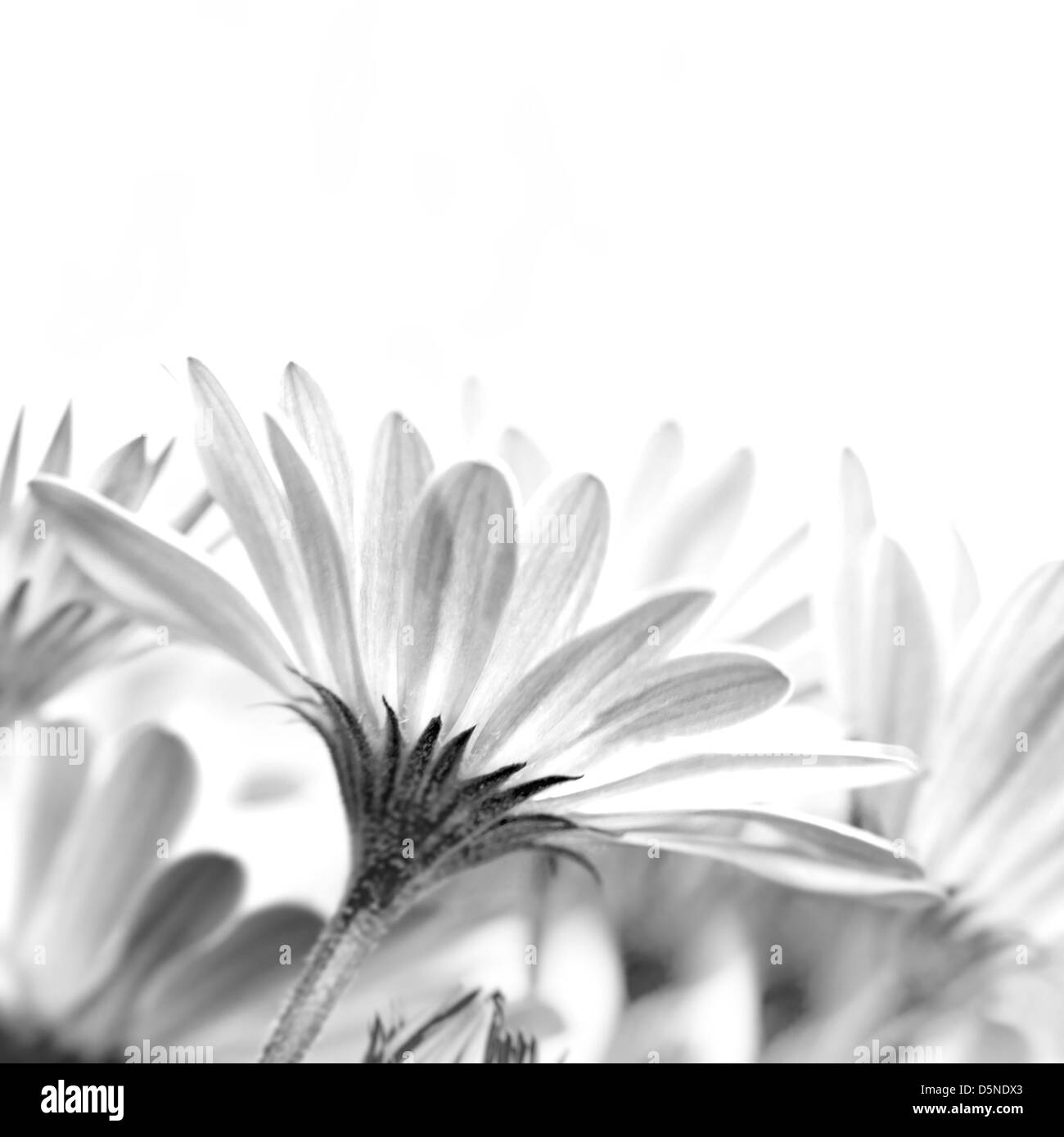 Sanfte Daisy Blumen isoliert auf weißem Hintergrund, Studioaufnahme, floral Grenze Grenze, Textfreiraum, Frühling Stockfoto