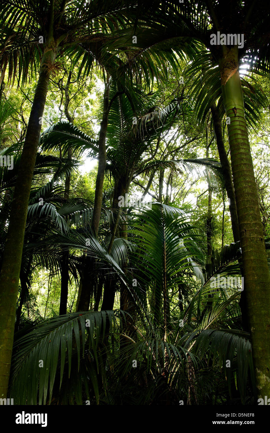 Ein palm Wald in der White Pine Bush finden in der Hawkes Bay Neuseeland Bush Stockfoto