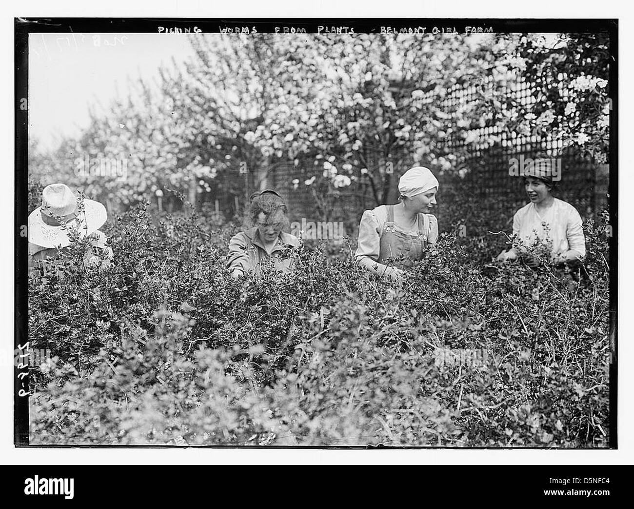 Dieses Bild zeigt Mädchen auf der Belmont Farm for Girls in den 1910er Jahren, die Würmer aus Pflanzen pflückten und die landwirtschaftliche Bildung und das tägliche Leben auf dem Bauernhof in Amerika während dieser Zeit widerspiegeln. Stockfoto