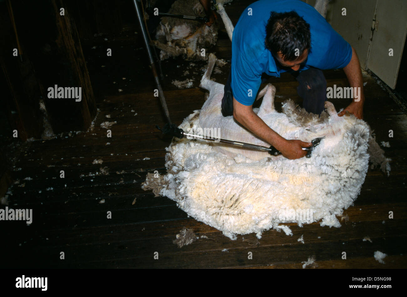 Schafe sheering Tasmanien Australien Stockfoto