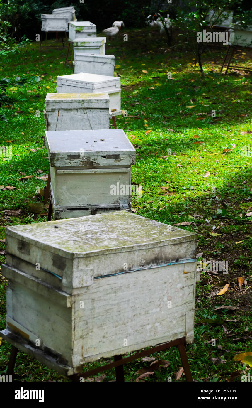 Linie der weißen Felder von Honigbienen in einer Honig-Imkerei. Stockfoto