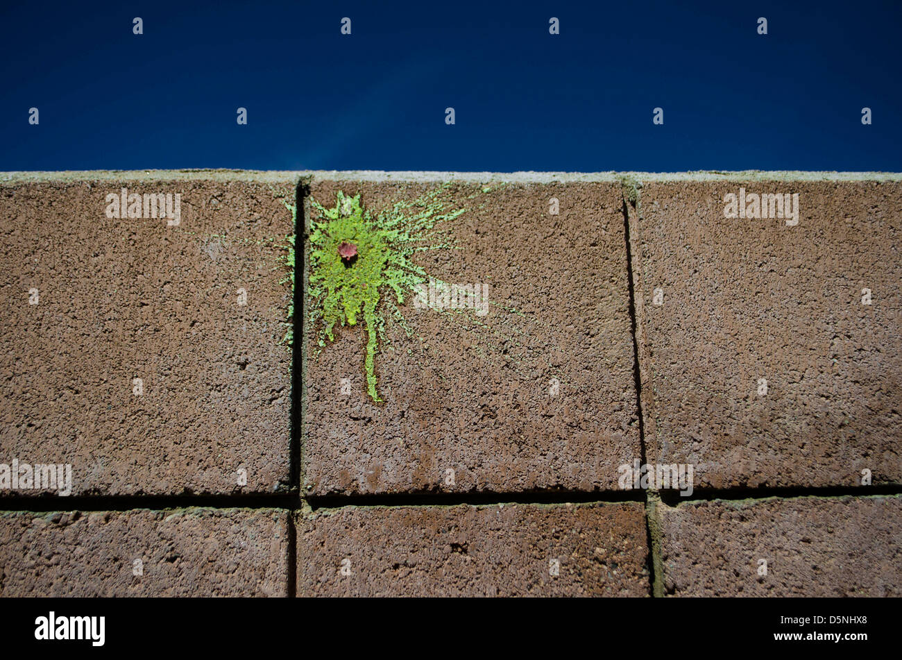 Paintball-Splat an Wand Stockfoto
