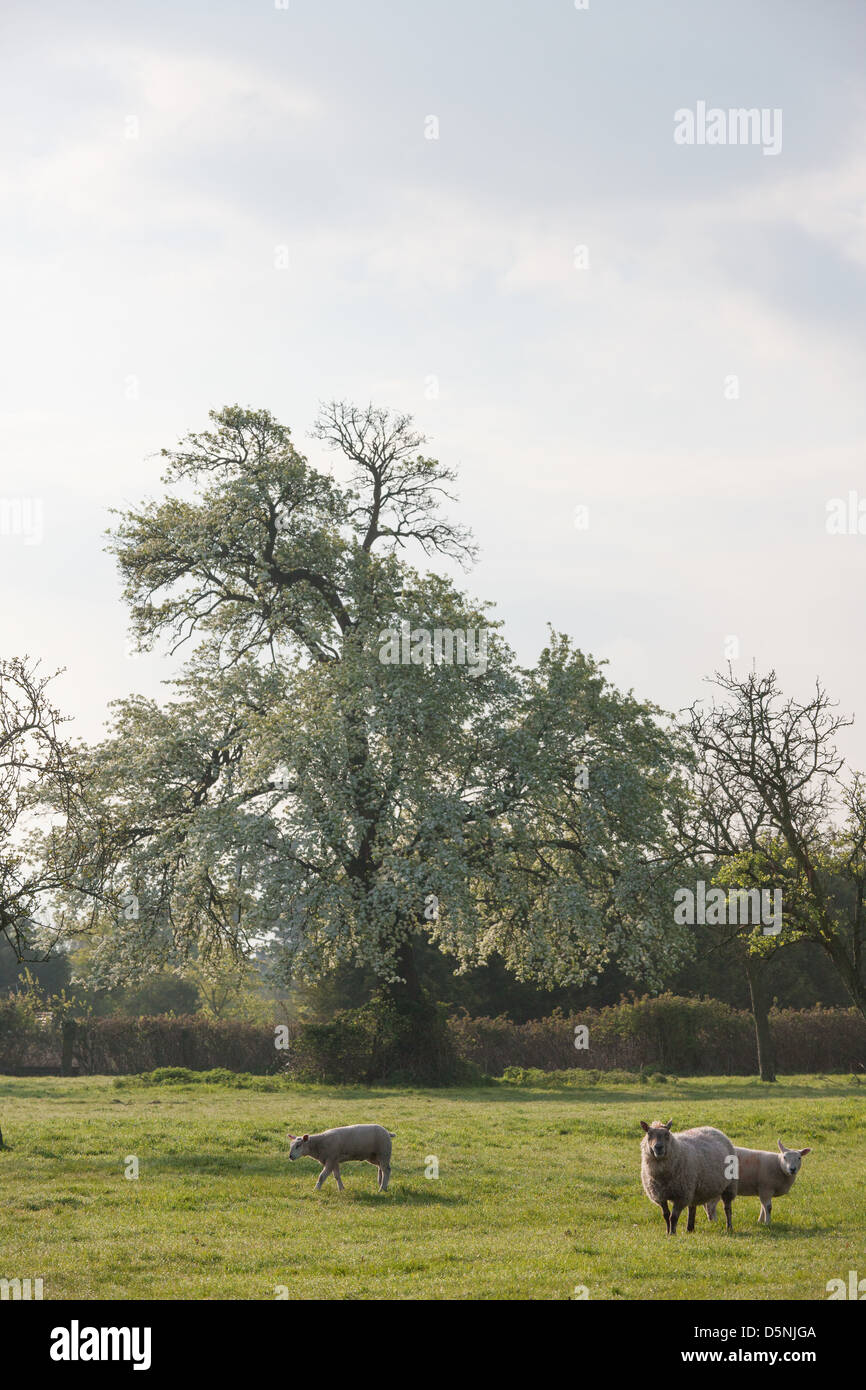 Birne Blüte verspricht einen guten Jahrgang für Perry Stockfoto