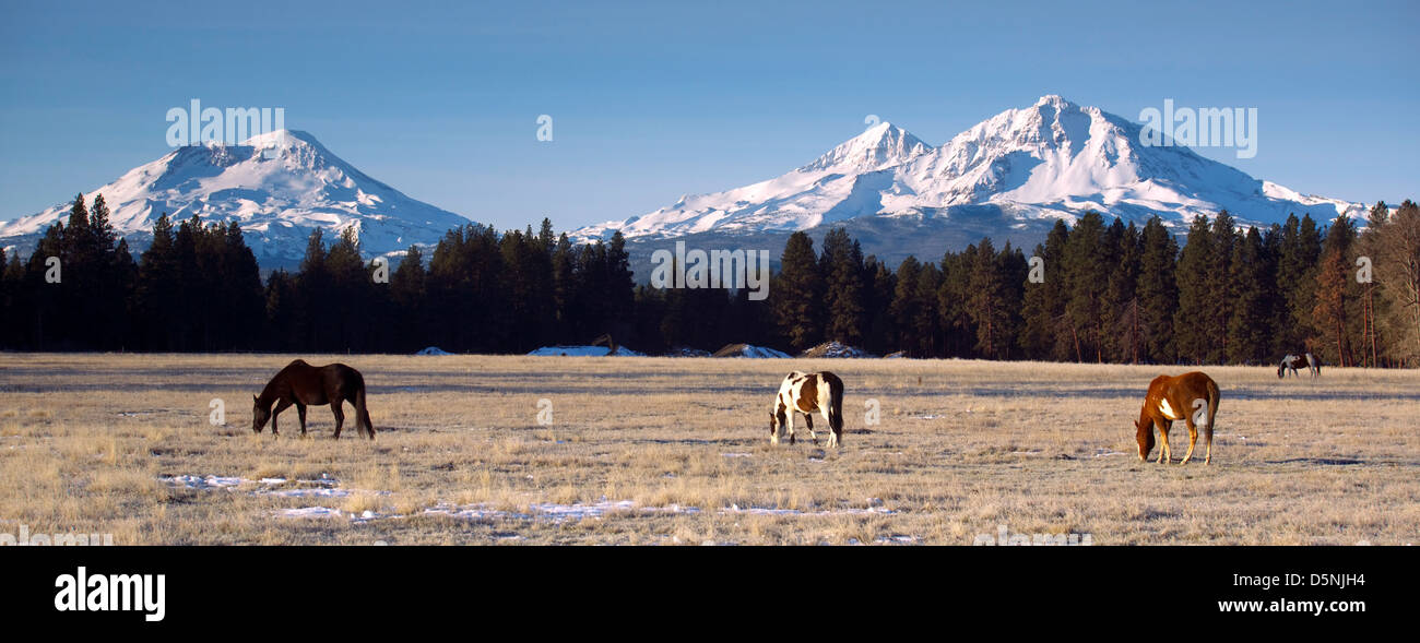 Pferdehof am Fuße der drei Schwestern Berge Oregon Stockfoto
