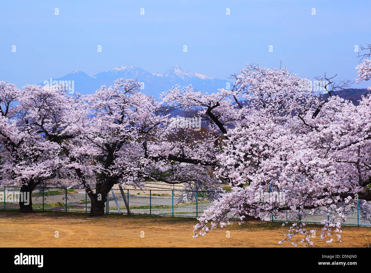 Kirschblüten und Mt. Yatsugatake, Yamanashi, Japan Stockfoto