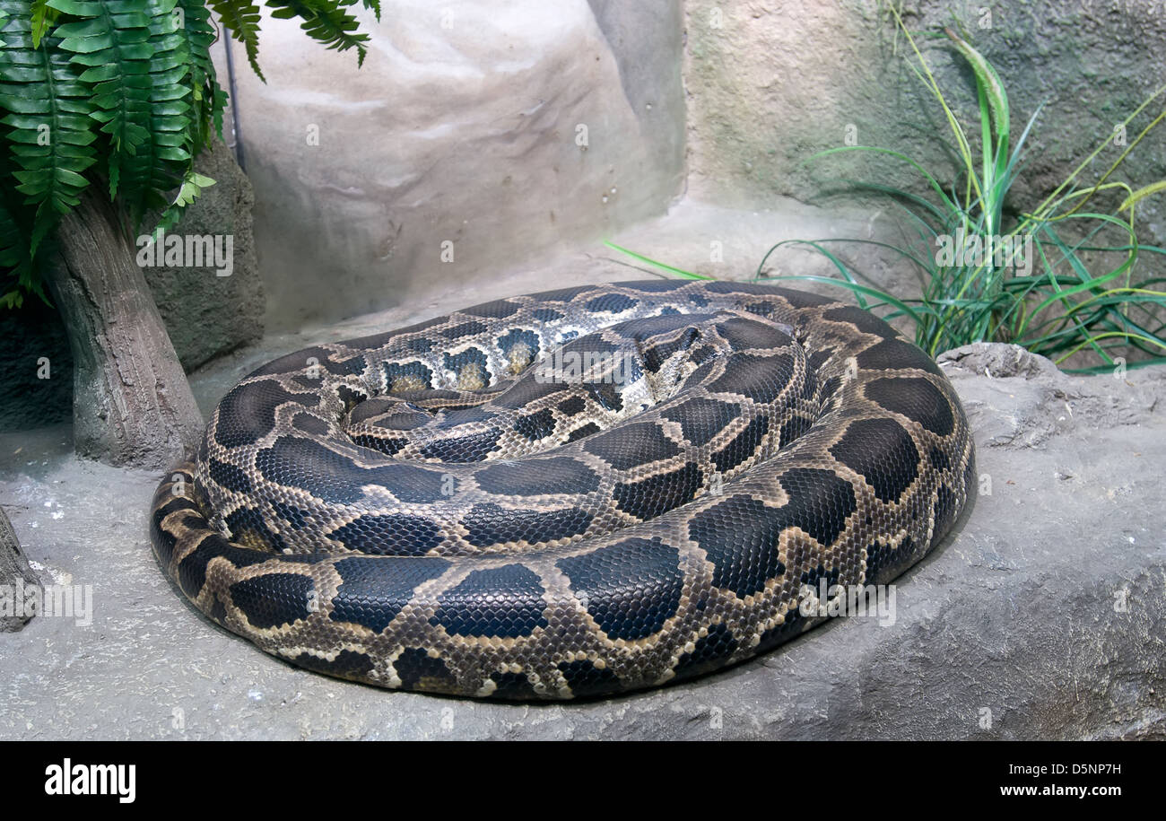 Tigerpython (Python aus) Stockfoto
