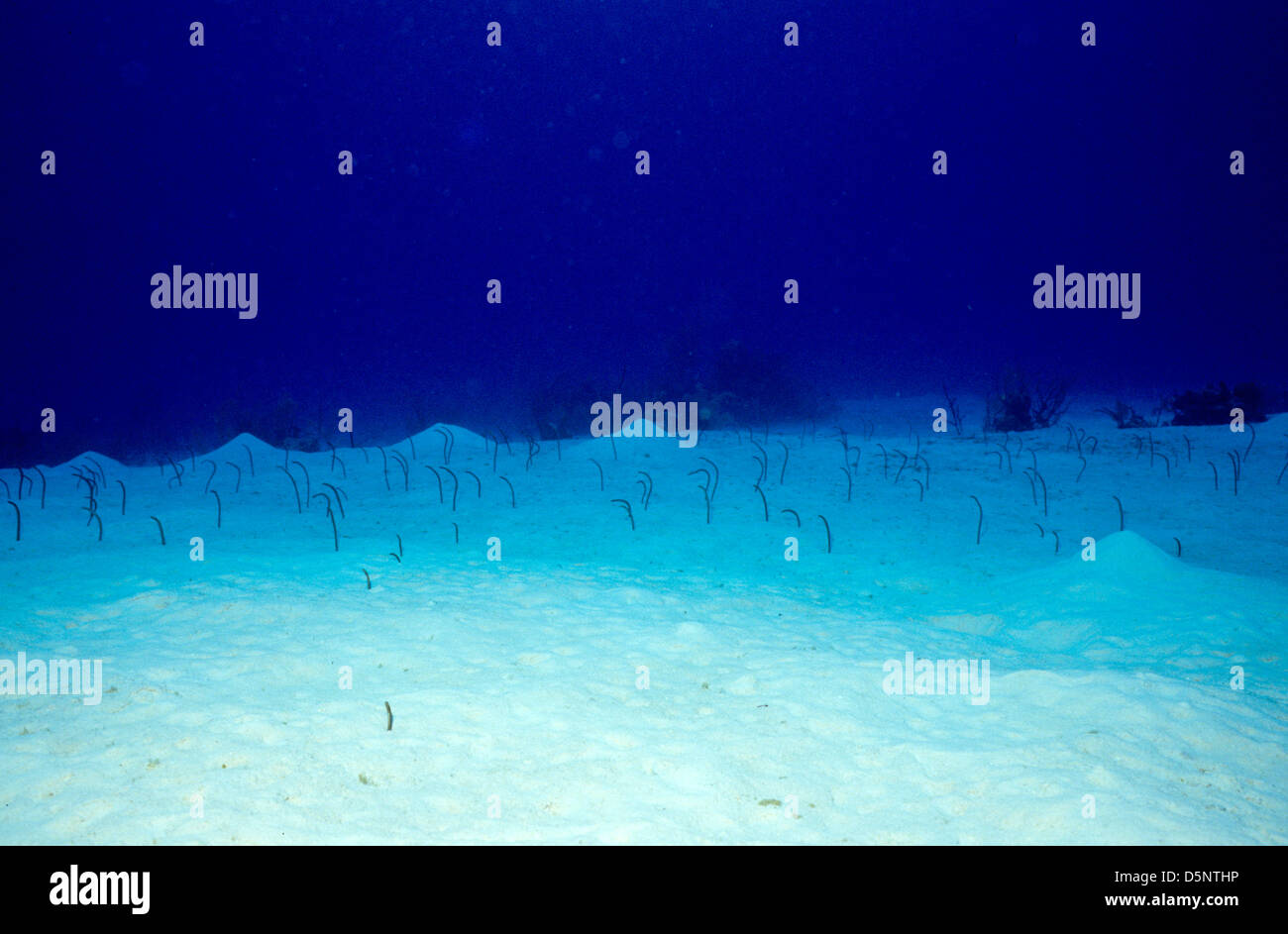 Kaimaninseln Sept 1994 digitale Folien, Konvertierungen, Tauchen, Taucher, Coral, Unterwasser Fotografie, Cayman-Inseln, Karibik Stockfoto