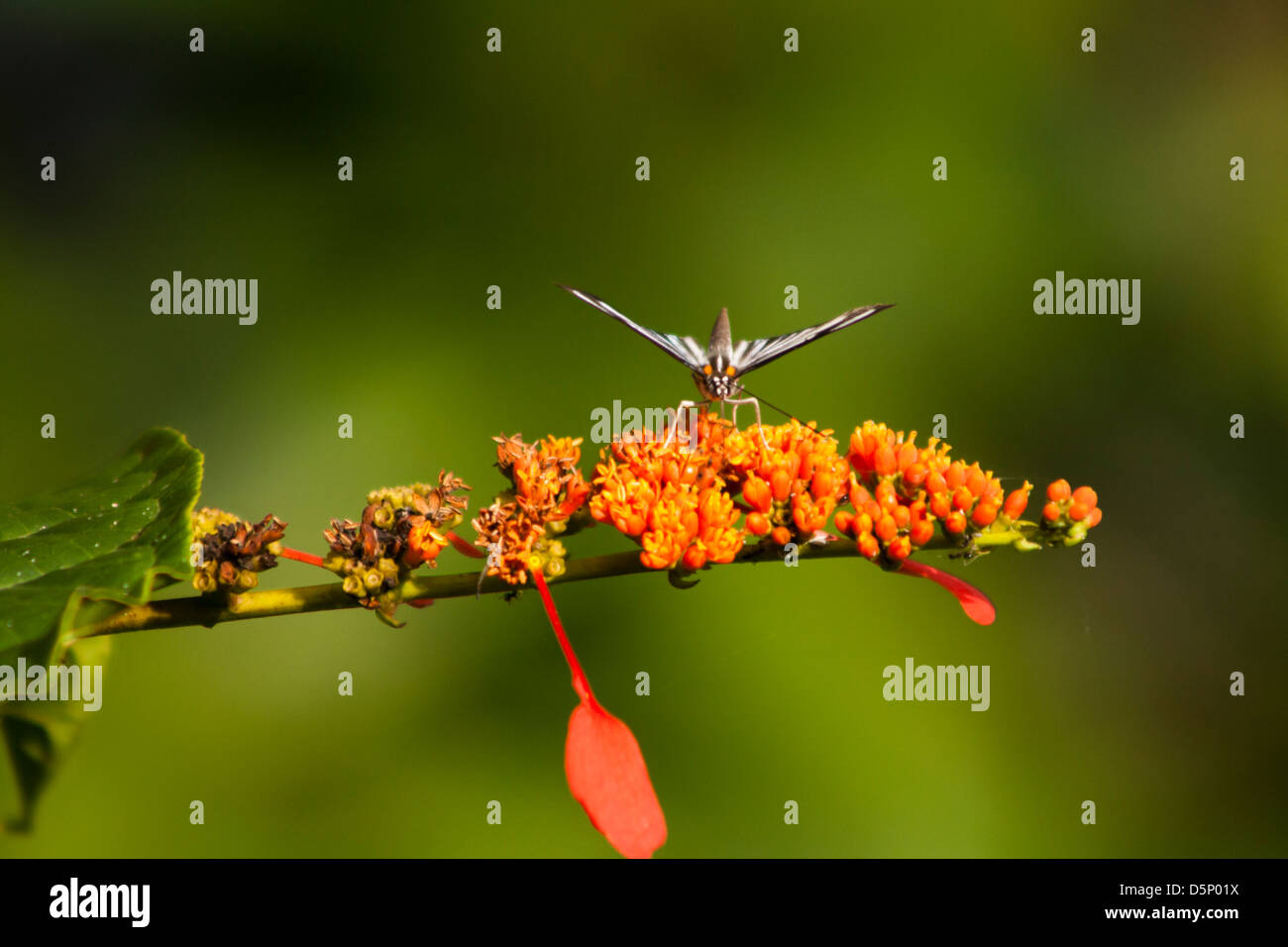Schmetterling auf Blume in Novo Airao, Amazonas, Brasilien, Amazonas Staatswald Stockfoto