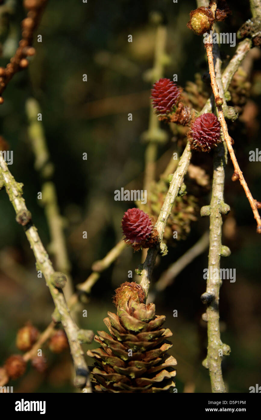 Eine Nahaufnahme von Tannenzapfen auf einem Ast. Stockfoto