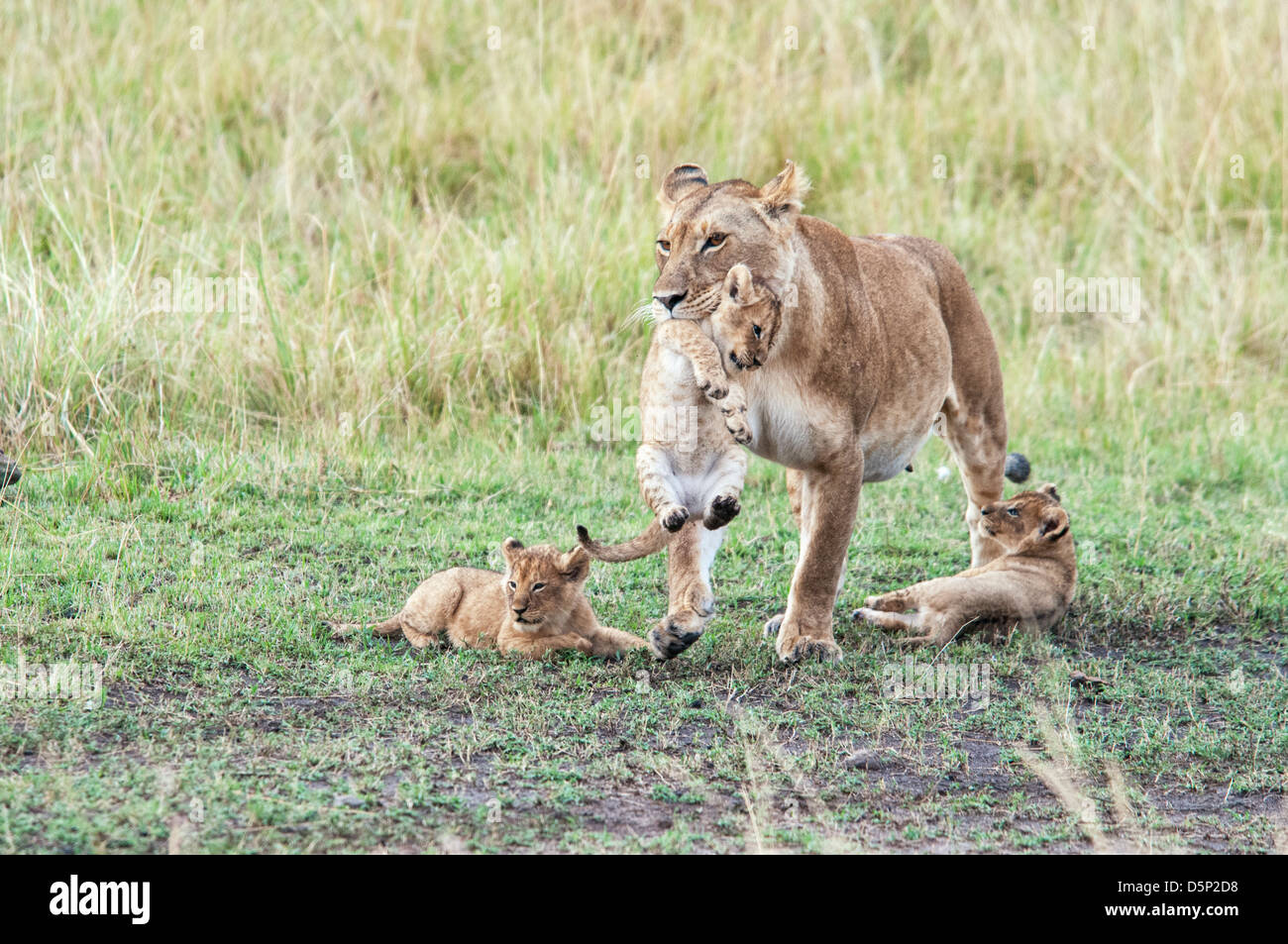 Afrikanische Löwin tragen ein Jungtier in den Mund mit zwei jungen neben ihr, Panthera Leo, Masai Mara National Reserve, Kenia, Afrika Stockfoto