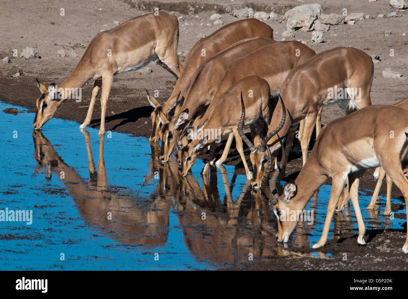 Gruppe von Impalas, Aepyceros Melampus, trinken an einer Wasserstelle in Etosha Nationalpark, Namibia, Afrika Stockfoto