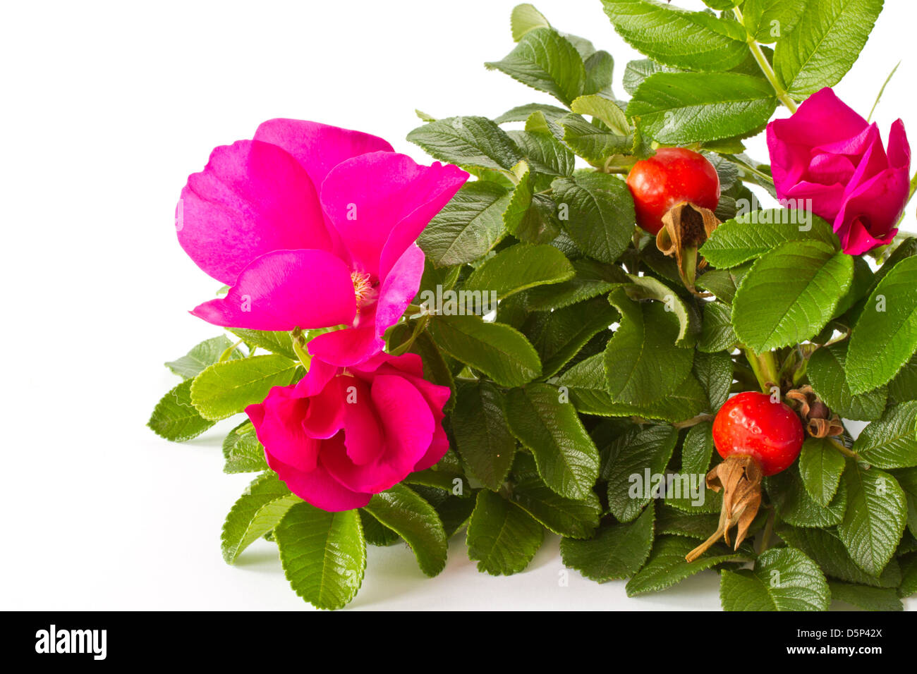 Reife Früchte und Blumen Wildrose auf weißem Hintergrund Stockfoto