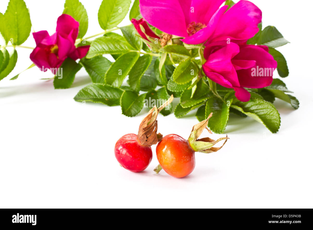 Reife Früchte und Blumen Wildrose auf weißem Hintergrund Stockfoto