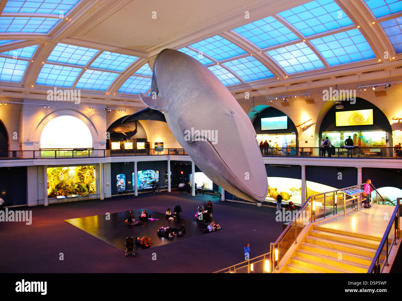 Das American Museum of Natural History (AMNH abgekürzt), Life-Size-Model ein Blauwal, Manhattan, New York City, USA Stockfoto