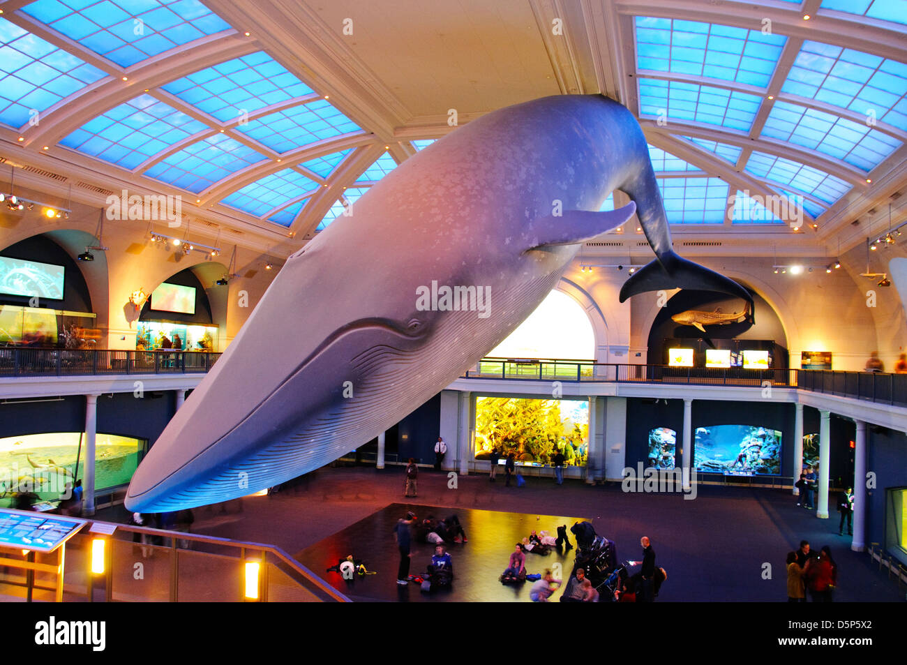 Das American Museum of Natural History (AMNH abgekürzt), Life-Size-Model ein Blauwal, Manhattan, New York City, USA Stockfoto