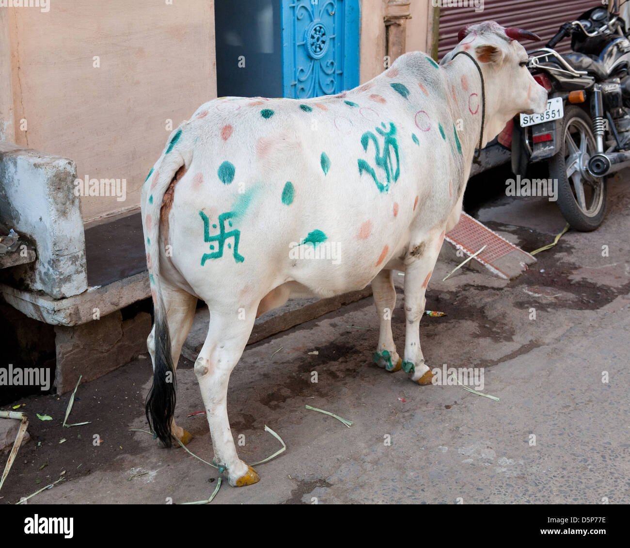 Was Passiert Wenn Man In Indien Eine Kuh Tötet Heilige Kuh, Indien Stockfotografie - Alamy