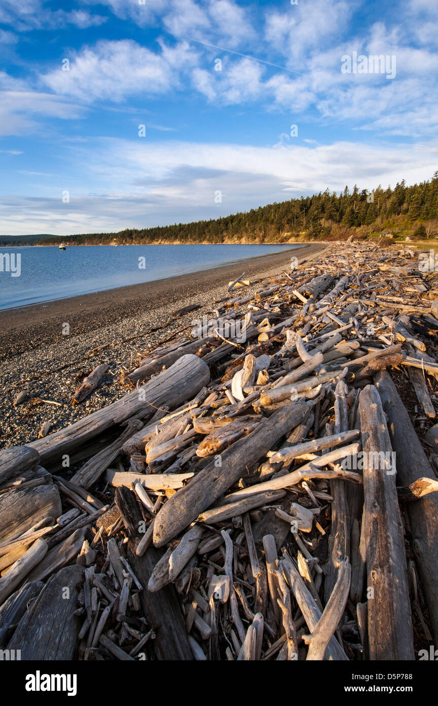 Treibholz am Strand von Spencer Spieß Staatspark, Lopez Island, San Juan Islands, Washington. Stockfoto