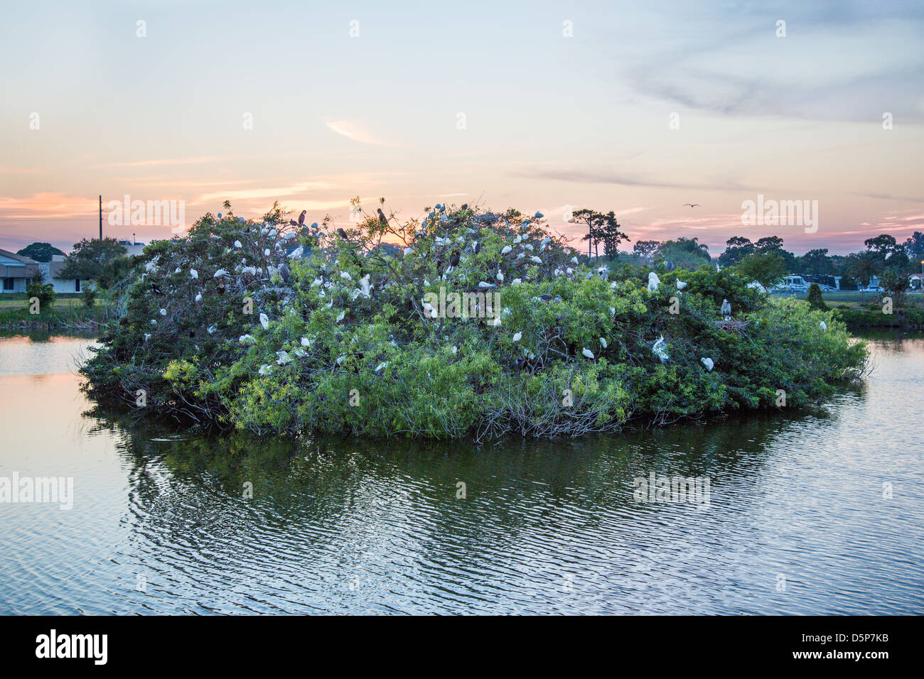 Audubon Gesellschaft Vogel Rookery in Venice Florida Stockfoto