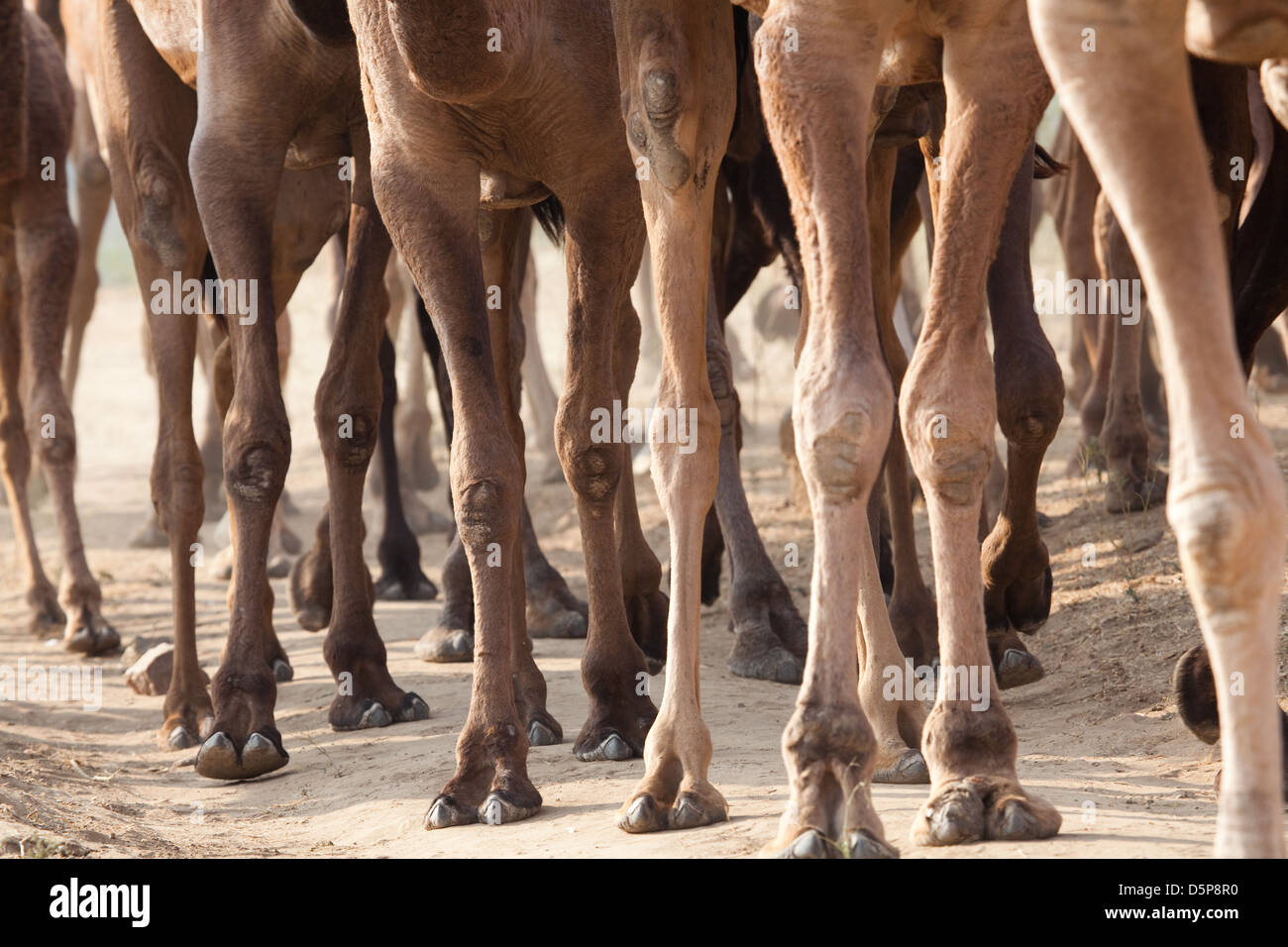 Pushkar Kamel-Festival, Rajahstan, Indien Stockfoto