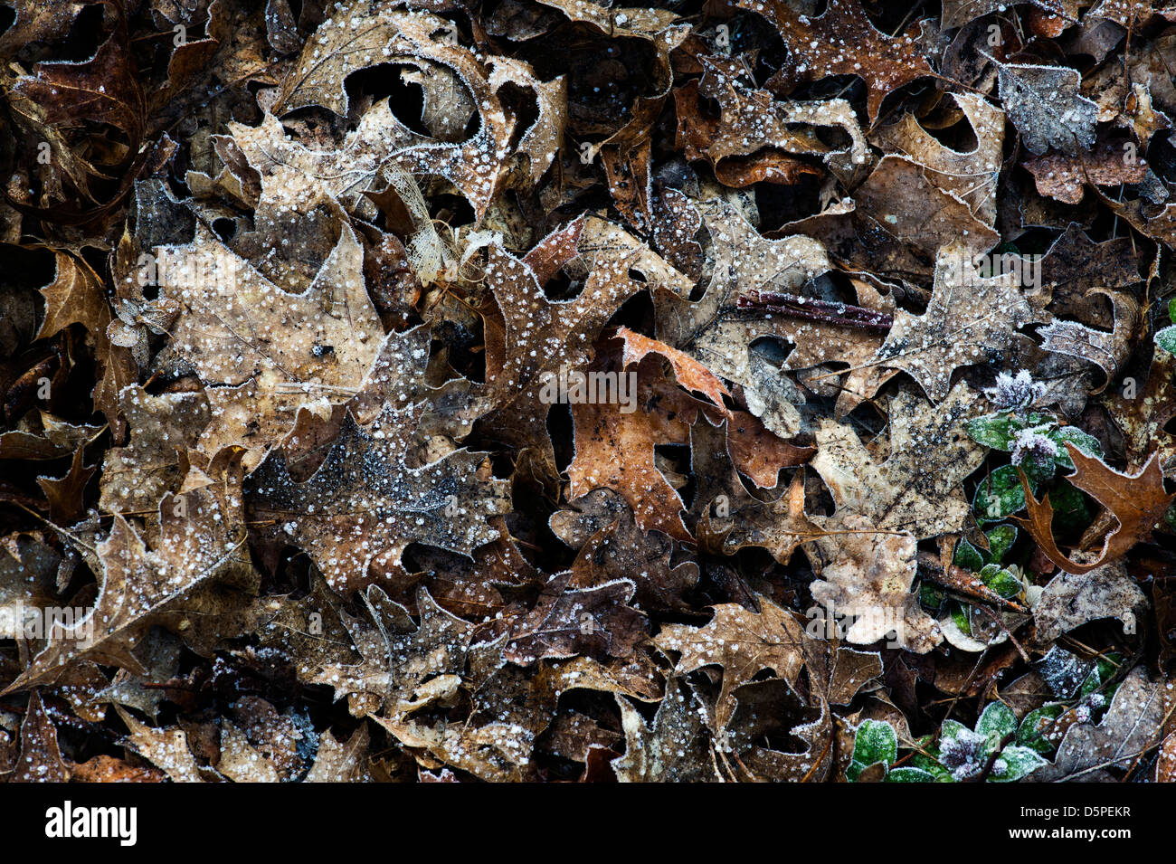 Frostigen Quercus Palustris / Pin Eichenlaub Muster Stockfoto