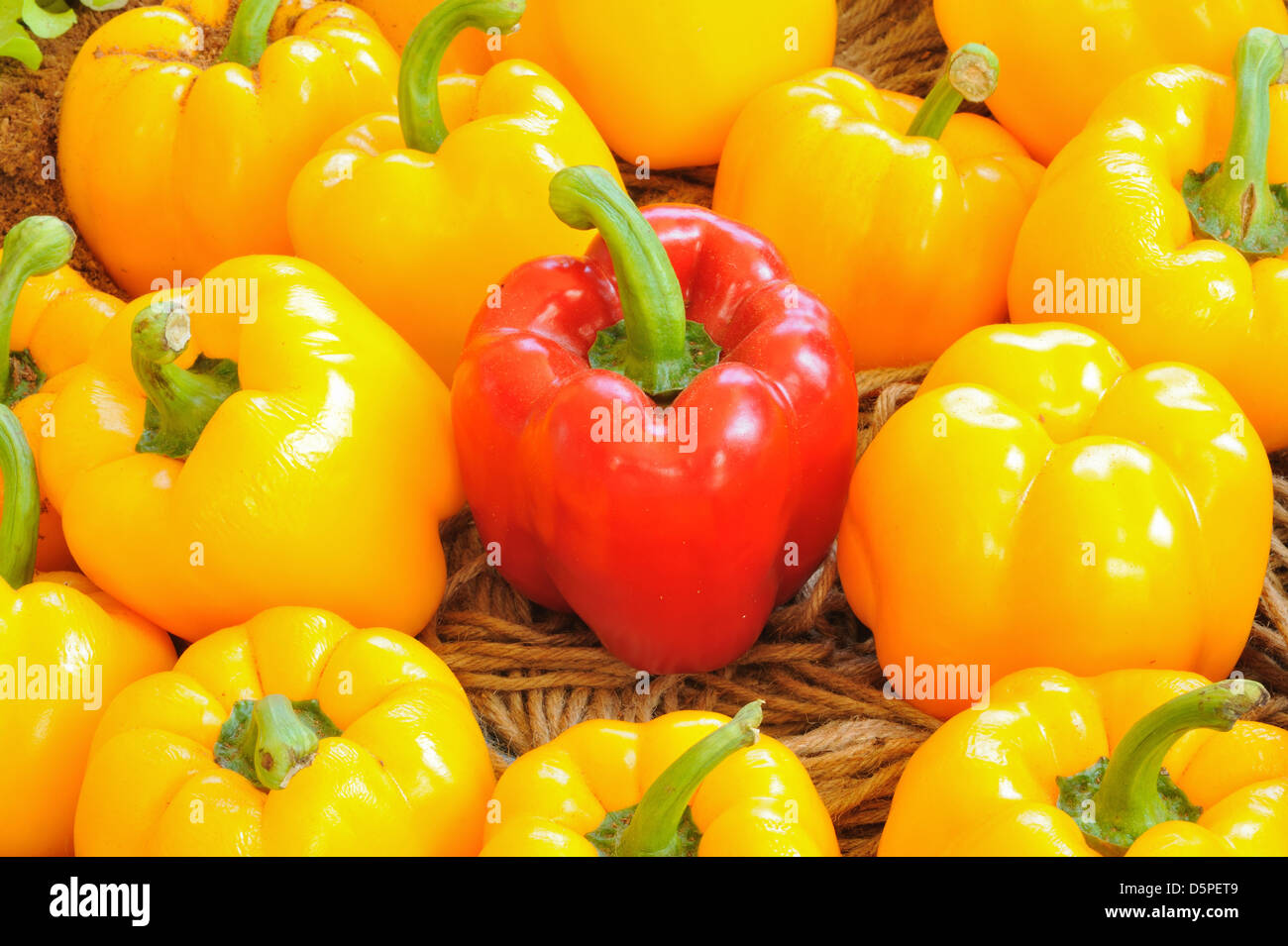 Paprika in landwirtschaftlichen Betrieben. Stockfoto