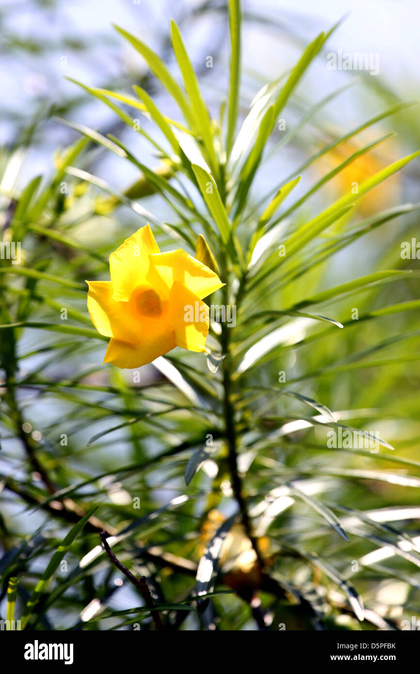 Gelben Blüten mit grünen Blättern im Hintergrund. Stockfoto