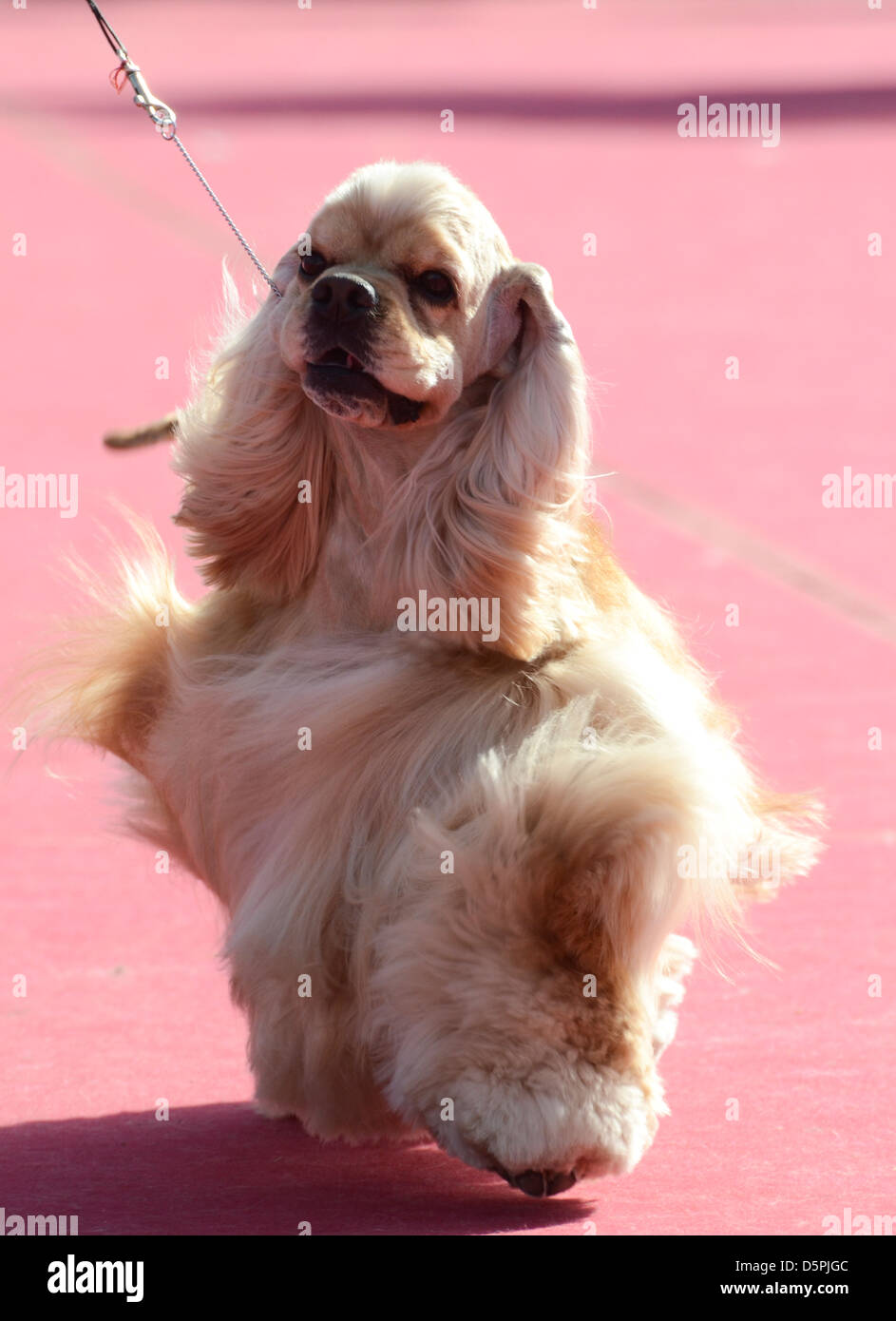 American Cocker Spaniel auf einer Hundeausstellung Stockfoto