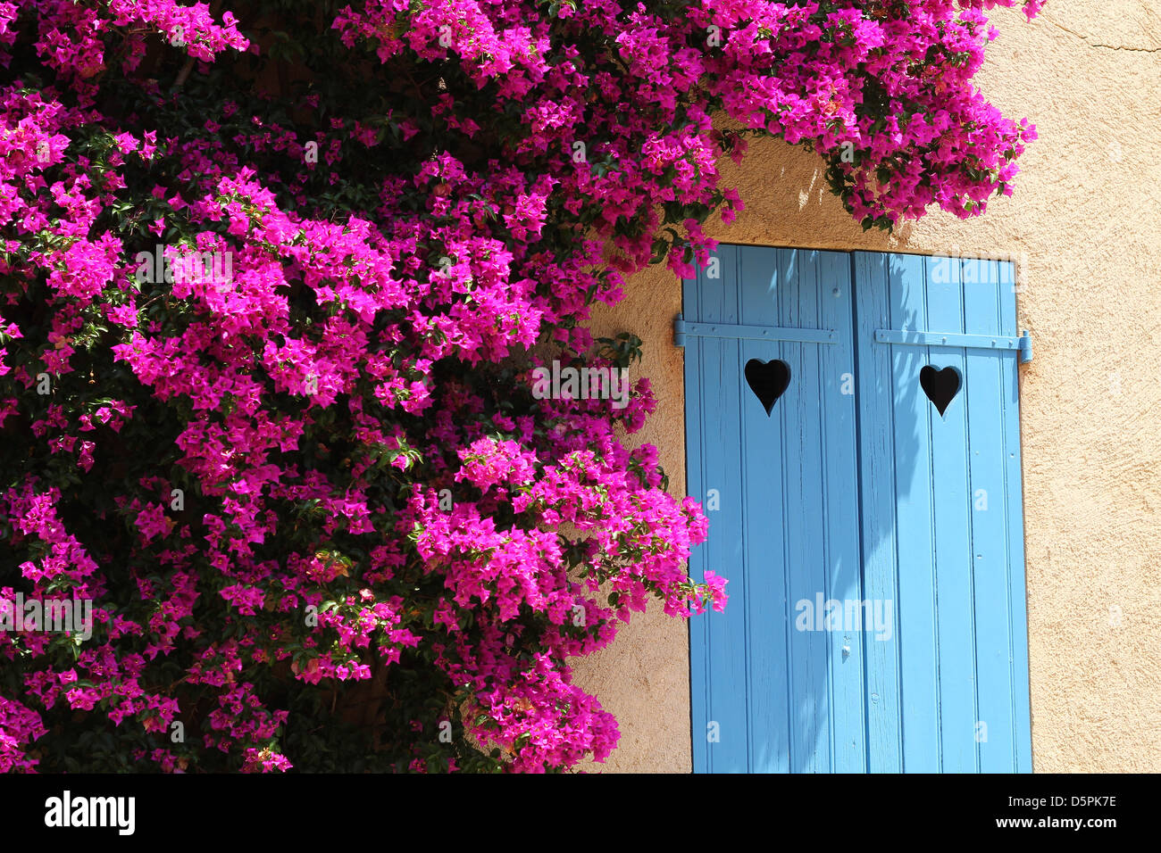 Sonnigen Sommertag in Porquerolles, Côte d ' Azur. Bougainvillea Busch um das Fenster mit blauen Fensterläden mit herzförmigen Schnitten Stockfoto