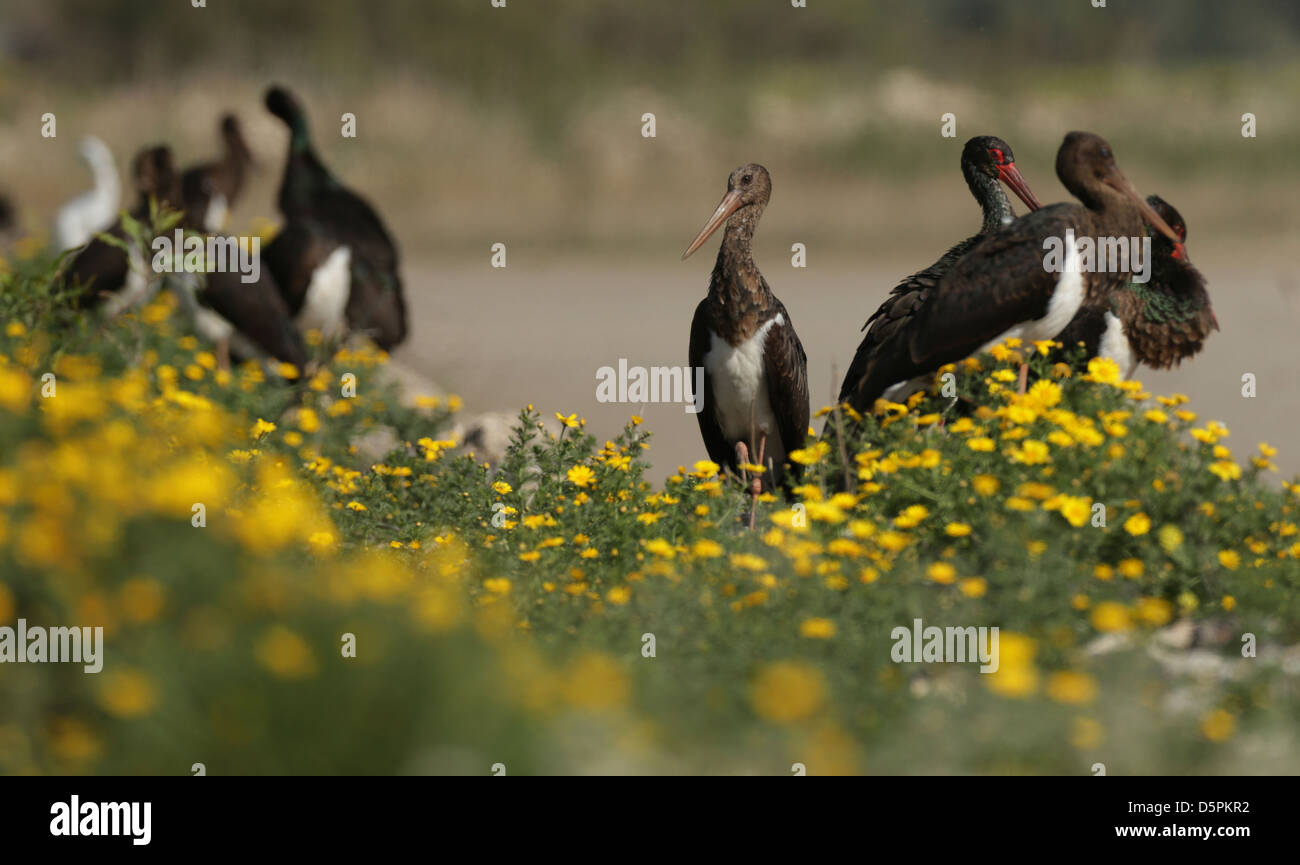Der Schwarzstorch (Ciconia Nigra) ist ein großer waten Vogel in der Storch Familie Ciconiidae. Stockfoto