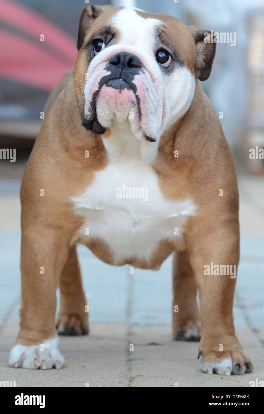 Englische Bulldogge auf einer Hundeausstellung Stockfoto