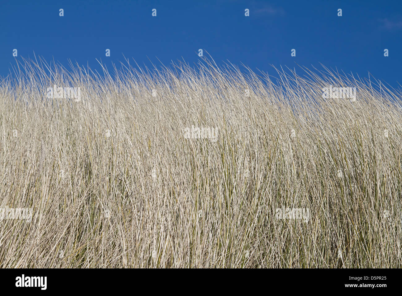 Hohe Gräser auf Sanddünen mit blauem Himmel Stockfoto