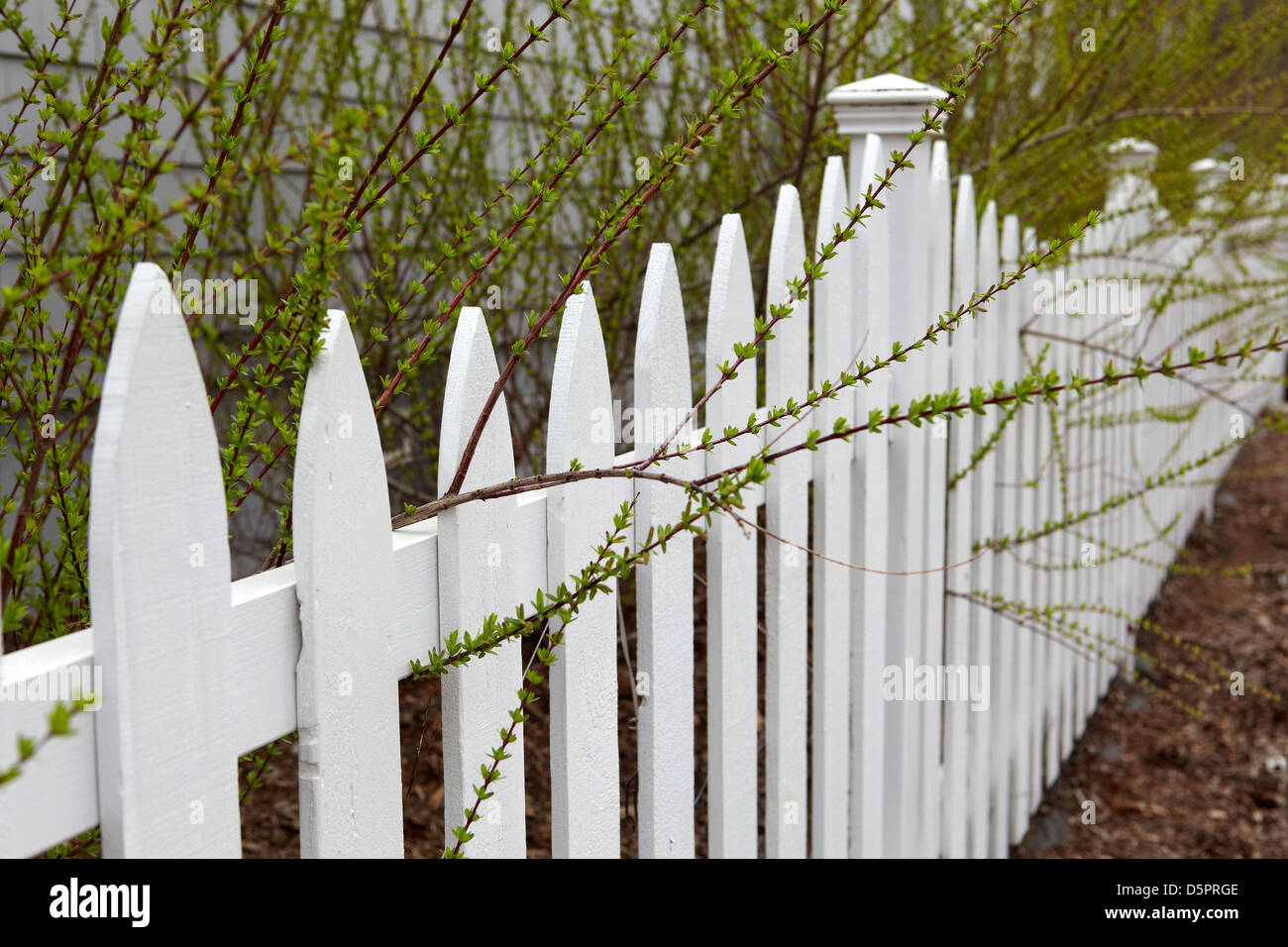 Frühling Laub über Lattenzaun Stockfoto