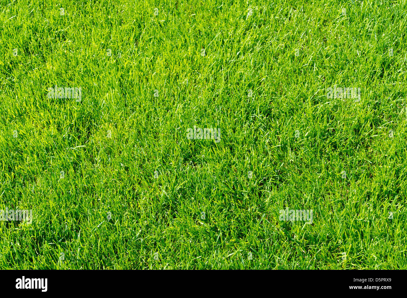 grünen Rasen als Hintergrund Stockfoto