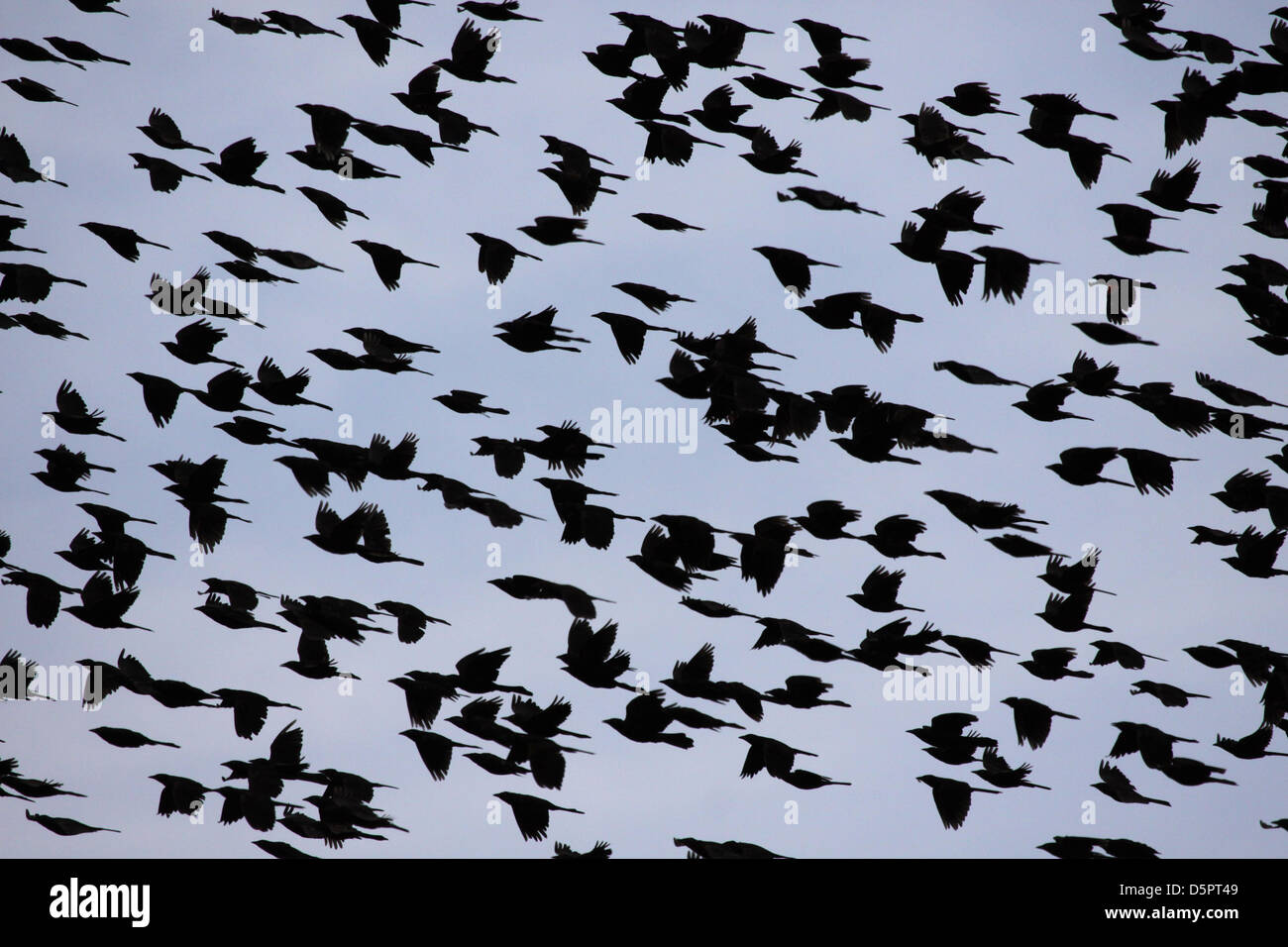 Himmel der Vögel Stockfoto