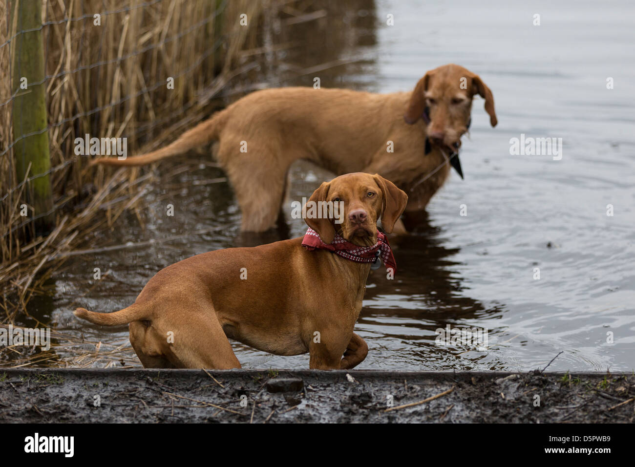 Ein paar ungarische Vizsla Hunde Jagd im flachen Wasser. Stockfoto