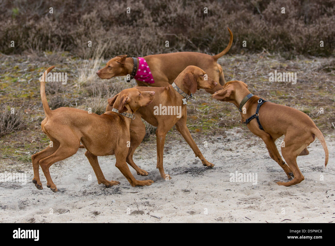 Eine Gruppe von Magyar Vizsla Hunde spielen. Stockfoto